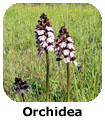 Orchidea